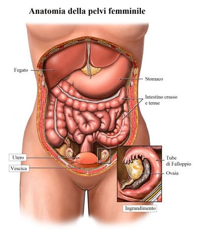 Anatomia di utero e ovaie,tube di falloppio,intestino