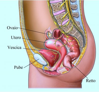 Basso ventre,vescica,utero,retto,pube