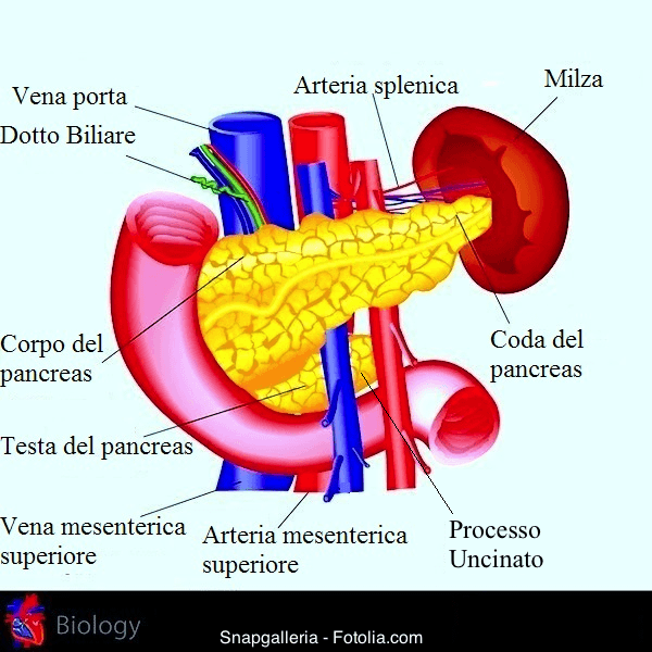 Tumore al pancreas, sintomi, metastasi e sopravvivenza