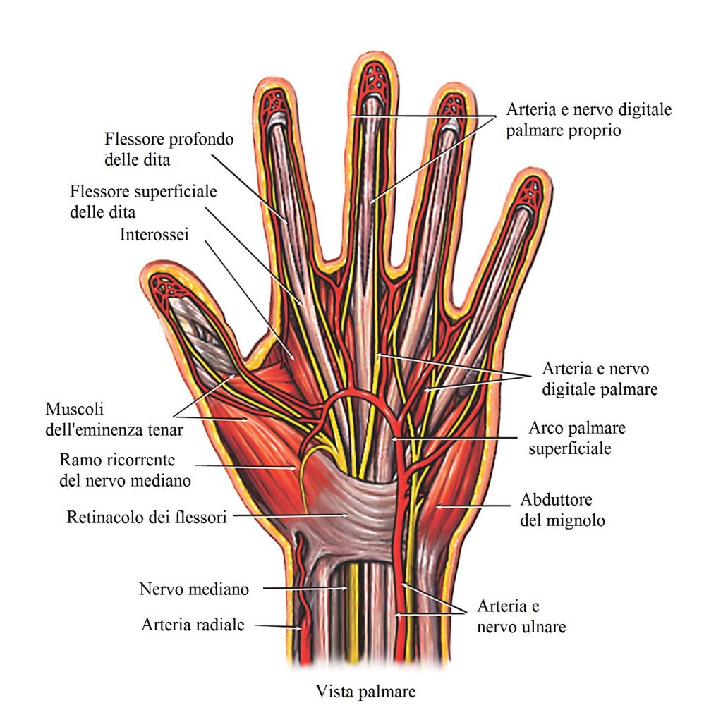 Anatomia della mano