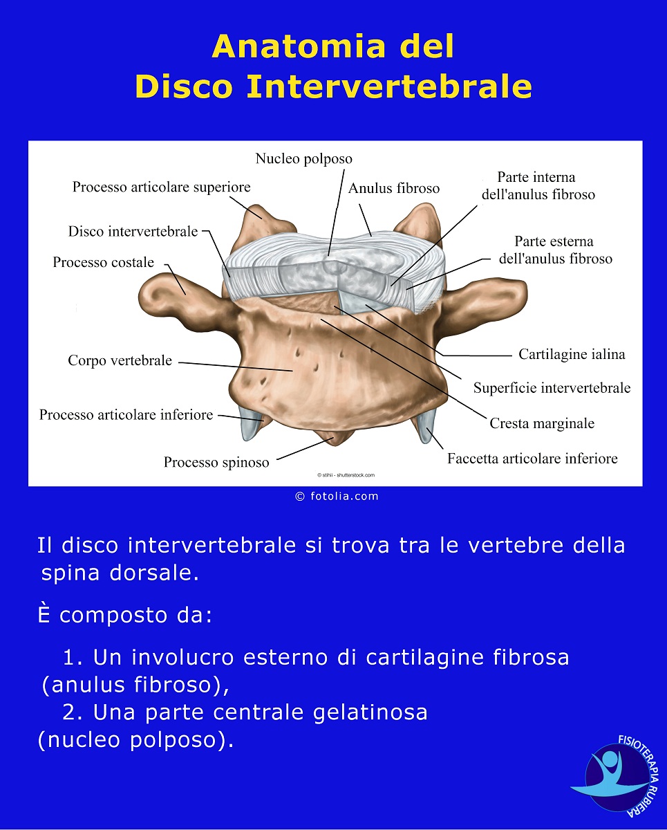 Anatomia del Disco Intervertebrale