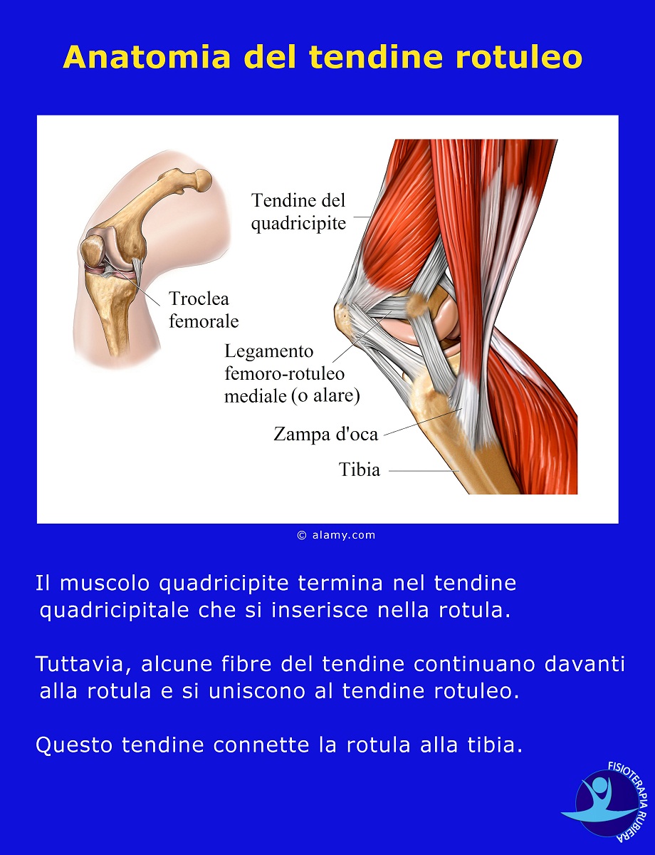 Anatomia del tendine rotuleo