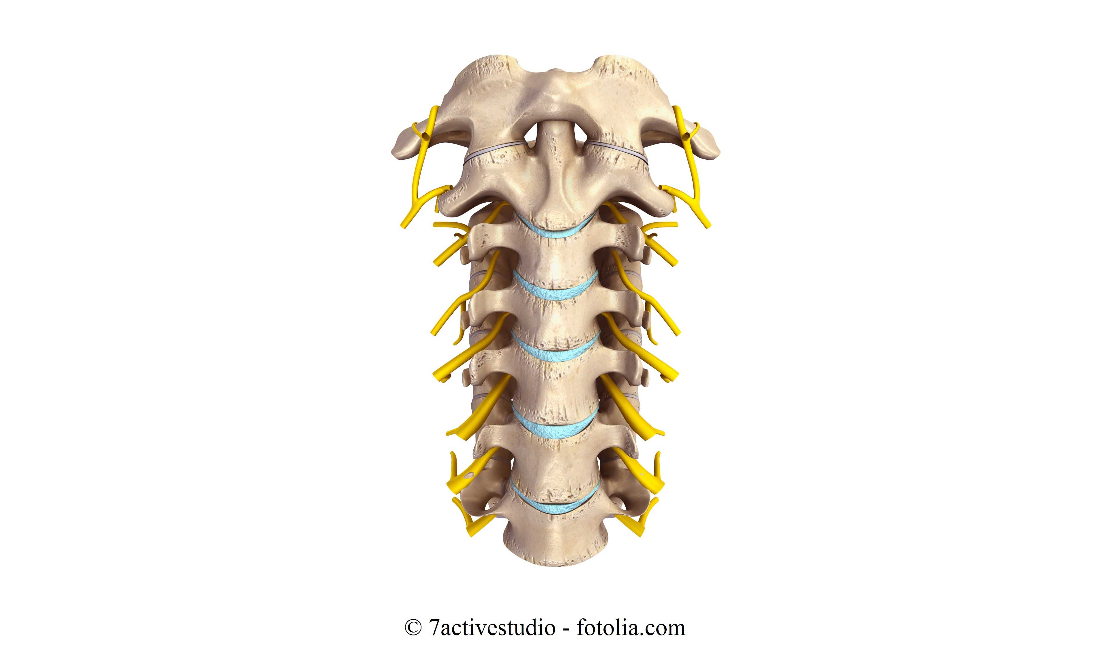 Anatomia della colonna vertebrale
