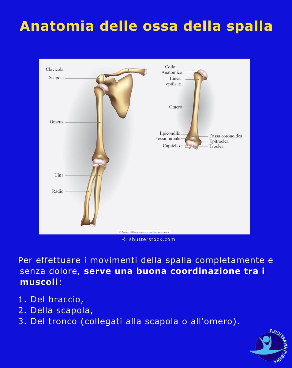 Anatomia delle ossa della spalla