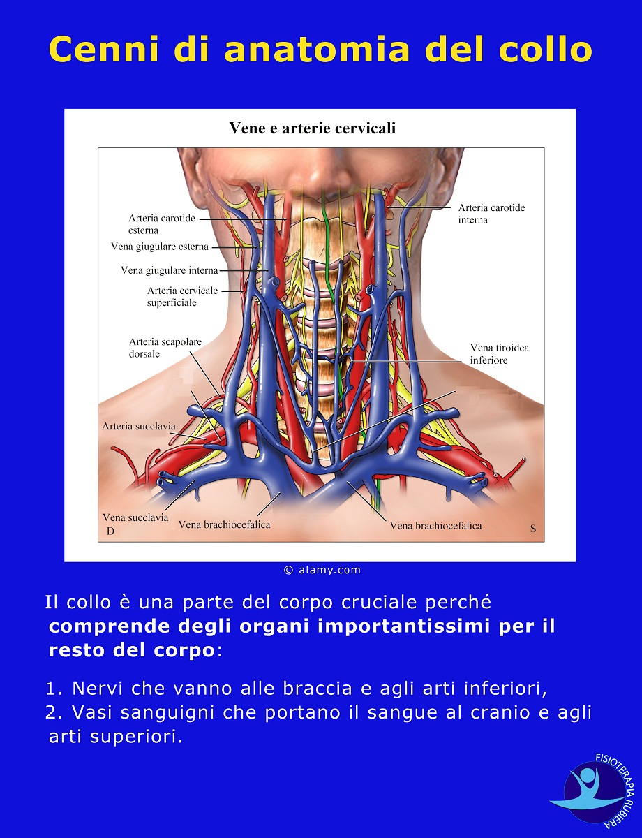 Cenni di anatomia del collo