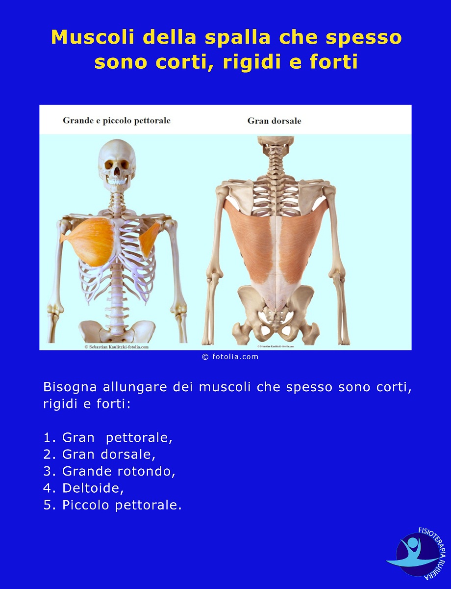 Muscoli della spalla che spesso sono corti, rigidi e forti