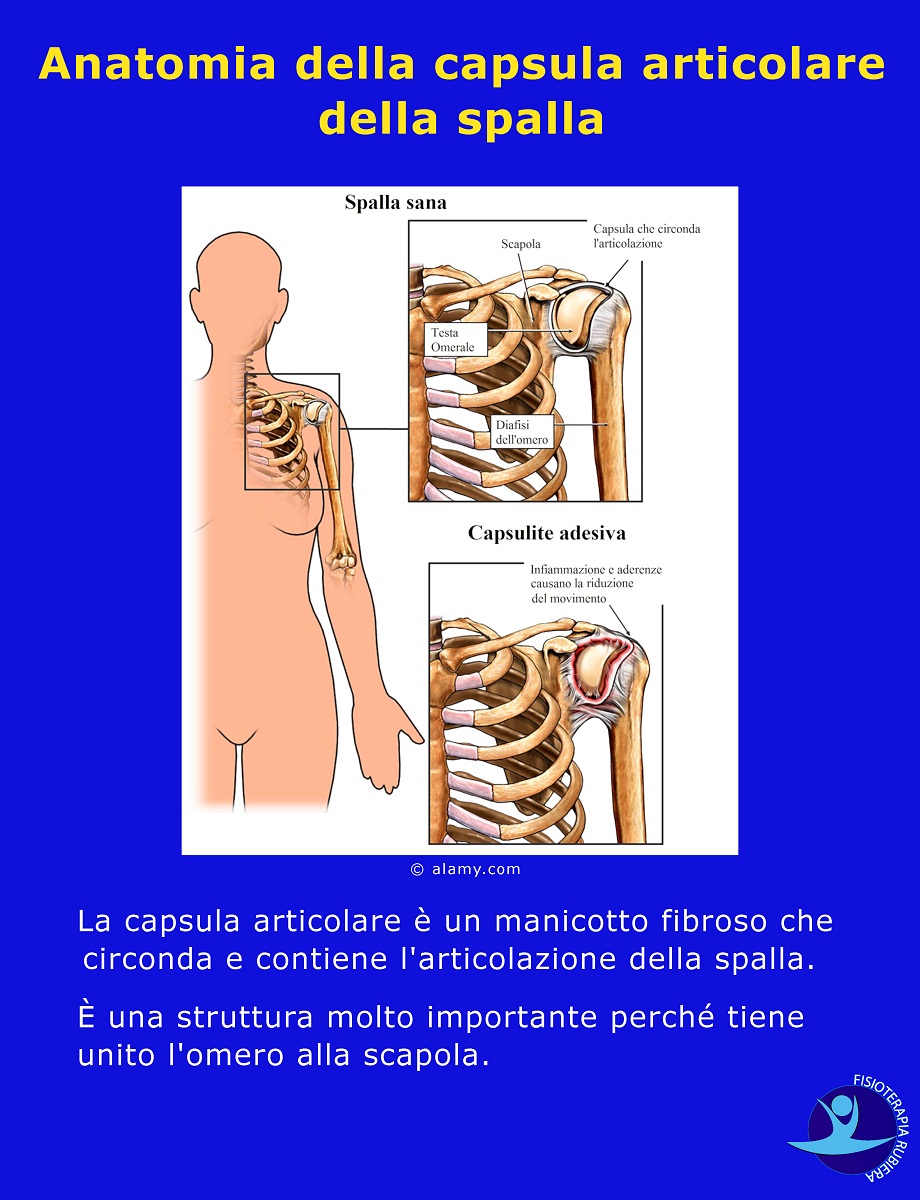 Anatomia della capsula articolare della spalla