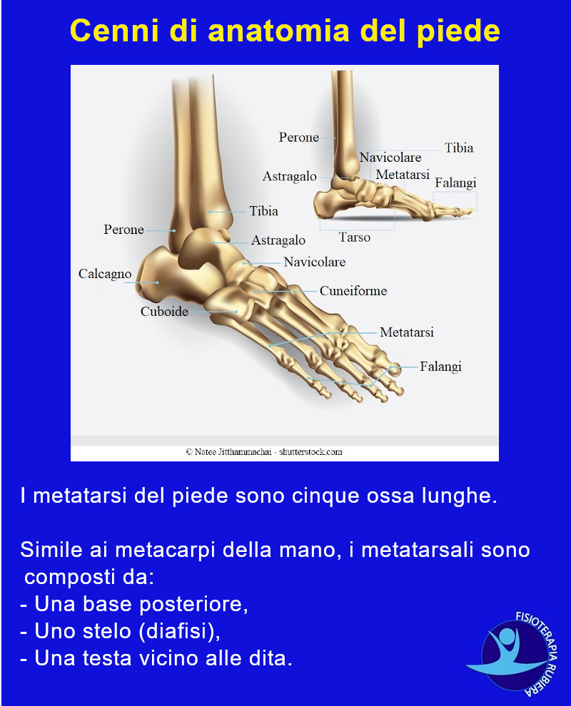 anatomia-metatarsi-piede