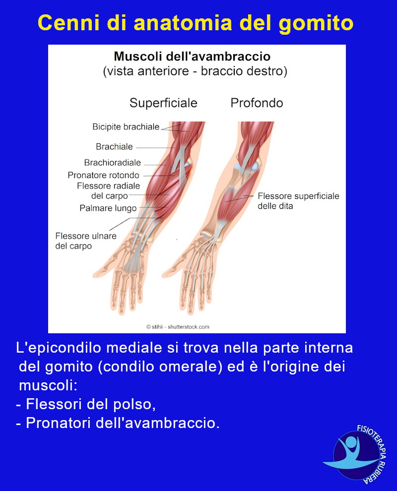 anatomia-muscoli-gomito