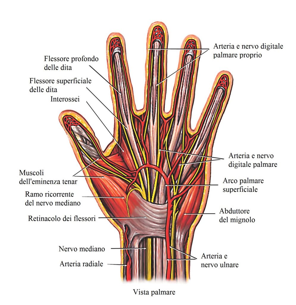 anatomia-mano-dita