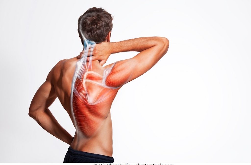 Anatomia della spalla – ossa, legamenti e muscoli