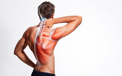 Anatomia della spalla – ossa, legamenti e muscoli