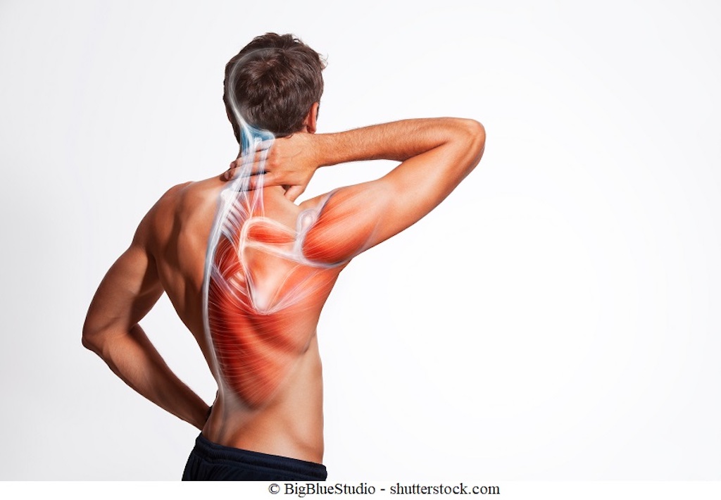 Anatomia della spalla