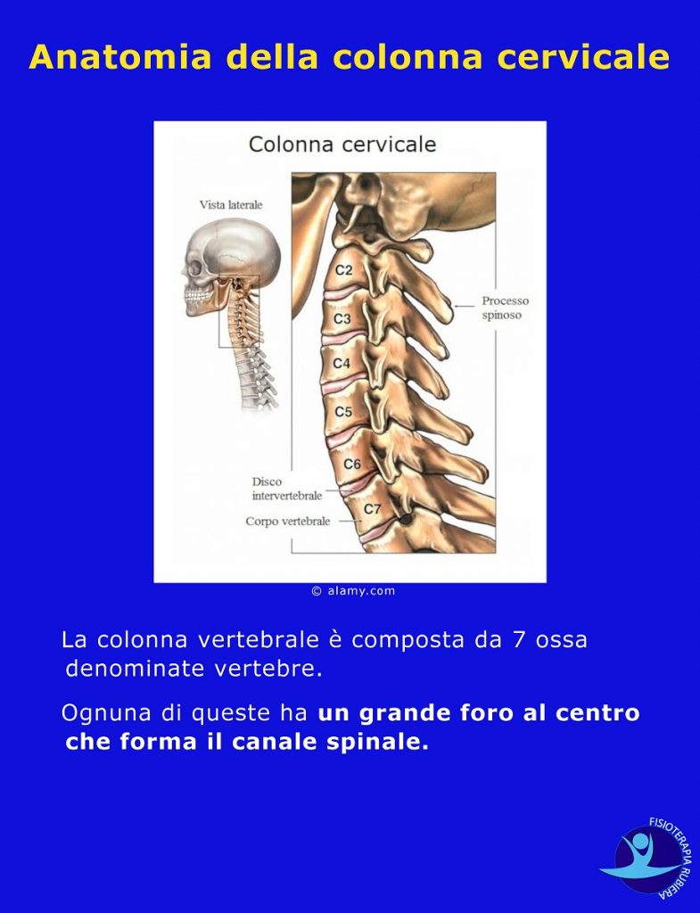 Anatomia della colonna cervicale