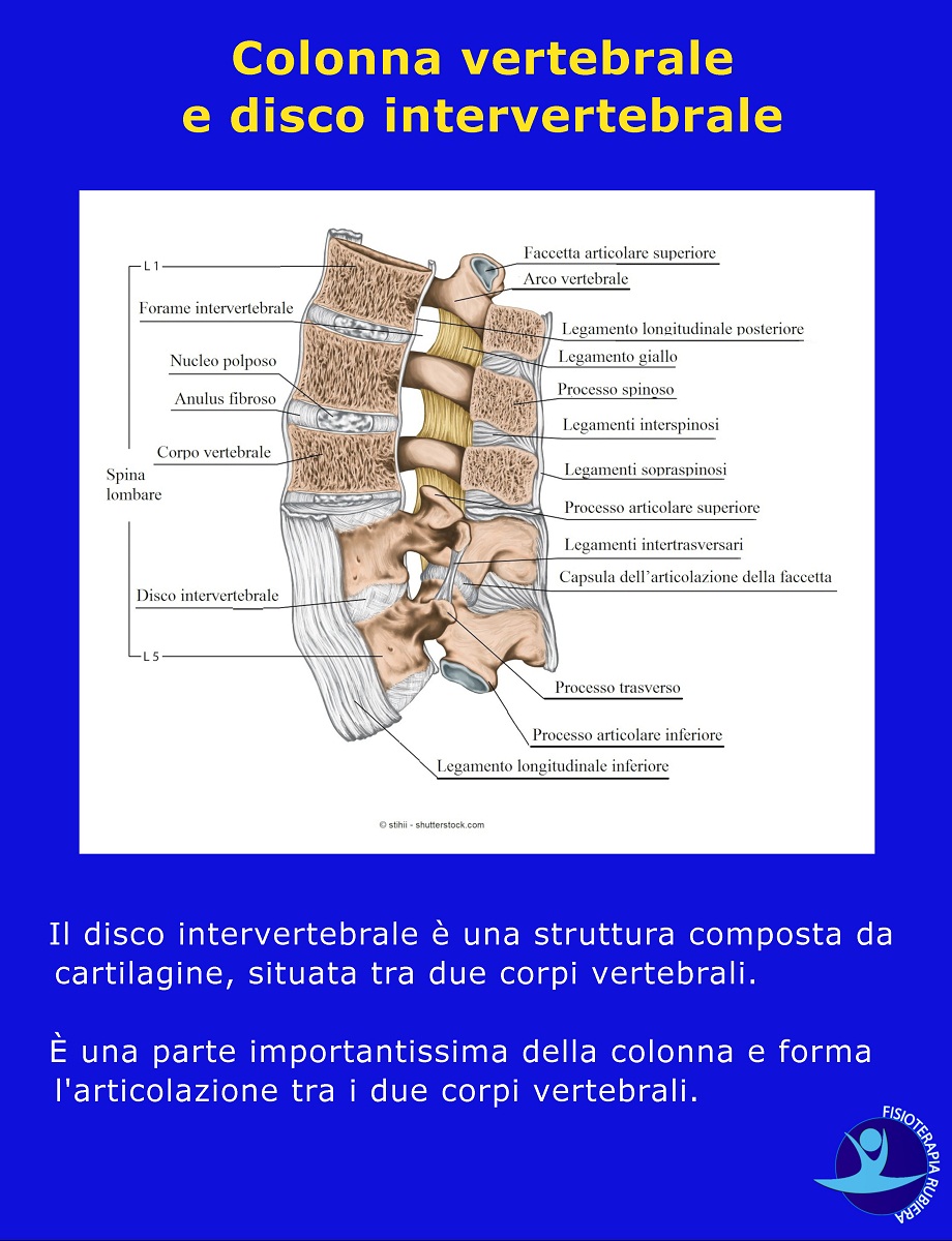 Colonna vertebrale e disco intervertebrale