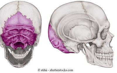Osso Occipitale, Parietale e Temporale