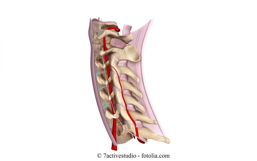 Anatomia del Collo