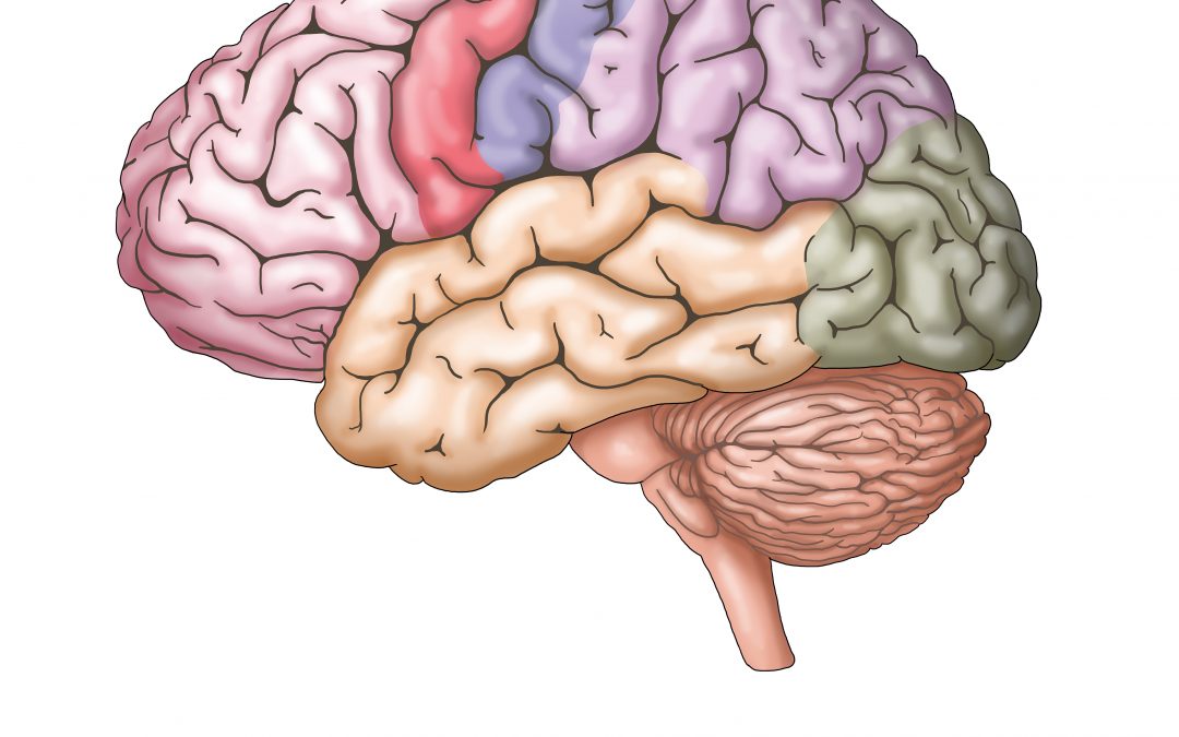 Anatomia Del Cervello Fisioterapia Rubiera