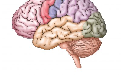 Anatomia del cervello