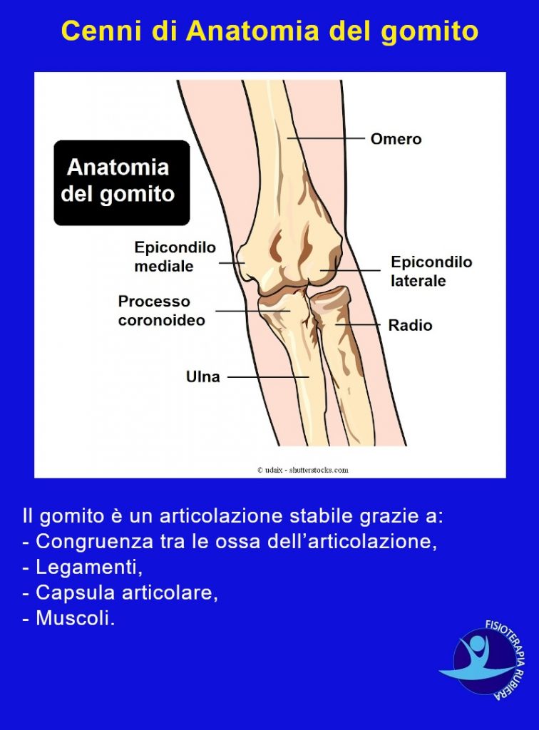 anatomia-gomito