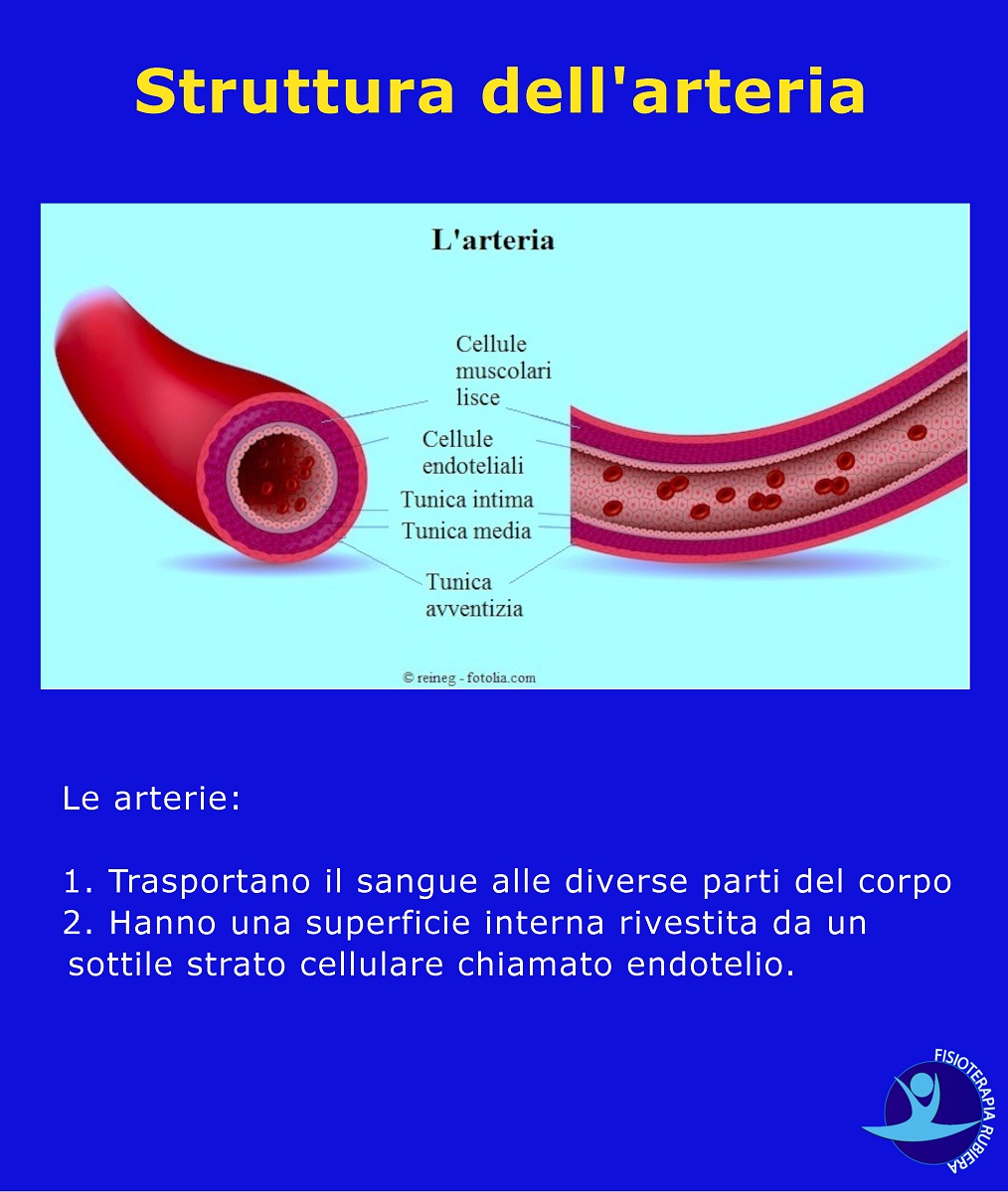 Struttura-dell-arteria