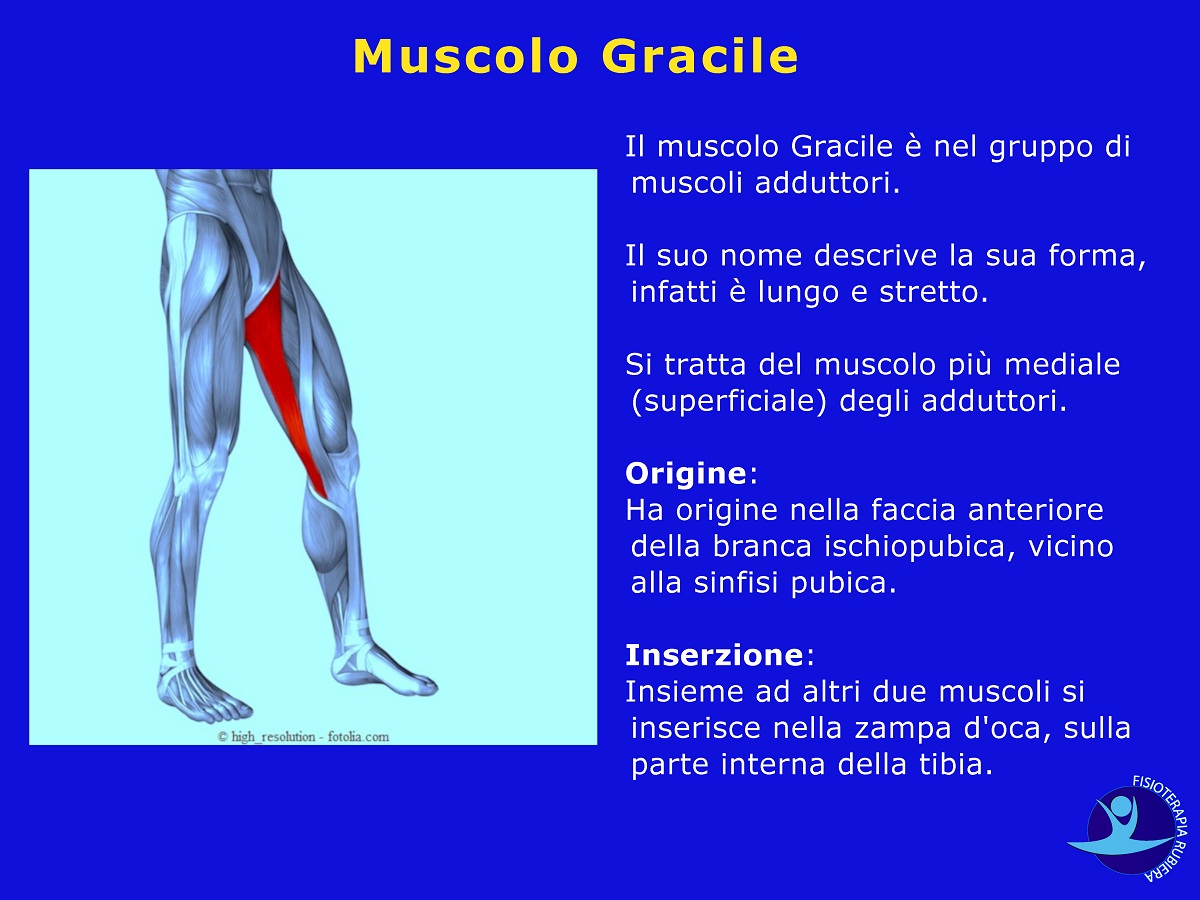 Muscolo-Gracile