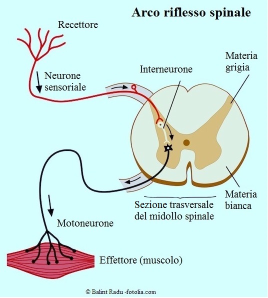 Arco riflesso spinale, interneurone