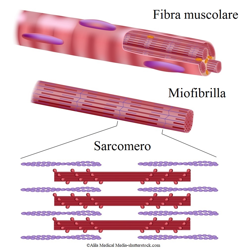fibra muscolare, sacromero