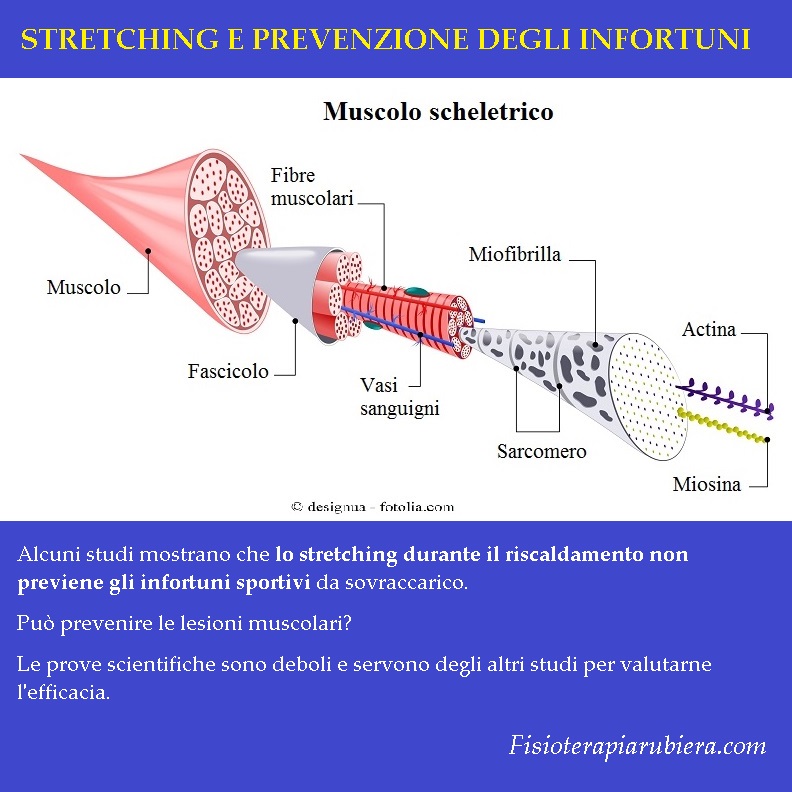 stretching, muscoli
