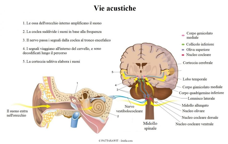nervo-vestibolococleare