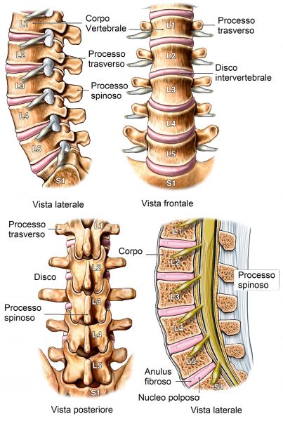 Anatomia,colonna vertebrale lombare