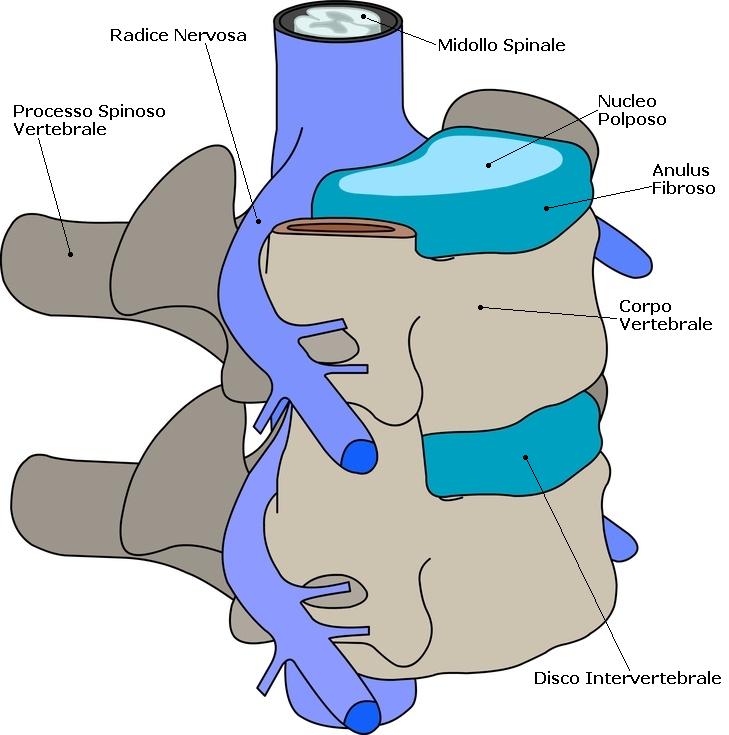 Anatomia della Colonna vertebrale
