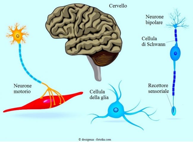 Cervello-neuroni