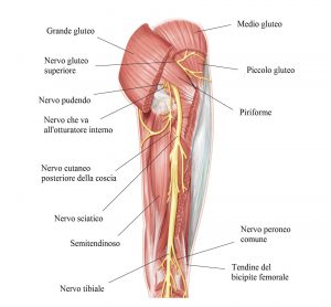 Muscoli glutei,coscia,nervo sciatico