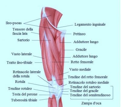 Muscoli della coscia