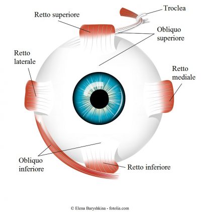 Muscoli-occhio-retto-inferiore-superiore-obliquo