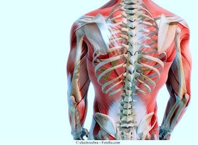 Anatomia,colonna dorsale,vertebre,costole,scapole