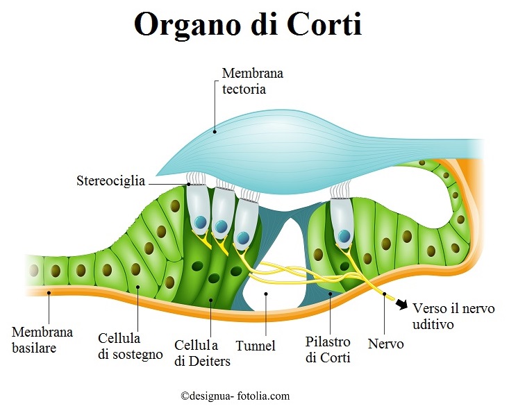 Organo-Corti-orecchio