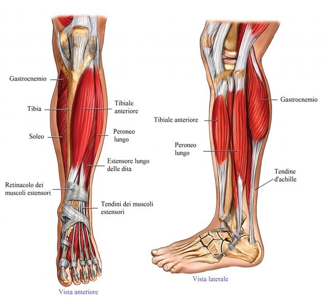 anatomia gamba,muscoli,tendini