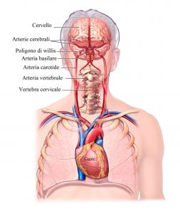 Arterie cervicali, carotidi,cerebrali