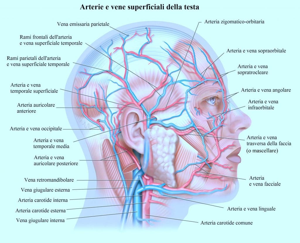 Arterie del viso,mascellare,temporale,carotide,occipitale,vene
