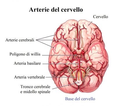 Arteria basilare,vertebrale,cerebrale