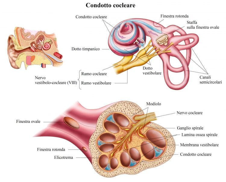 Nervo vestibolo cocleare,coclea,canali semicircolari,orecchio