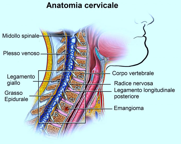 colonna vertebrale cervicale