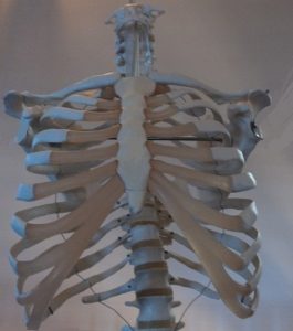gabbia toracica, clavicole, vertebre dorsali, torace, dorso, clavicola, scapola, anatomia, fisioterapia e riabilitazione, cartilagini costali, articolazioni, ossa, muscoli, nervi