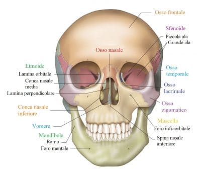 cranio,frontale,sfenoide,mandibola,mascella