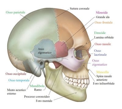 cranio,frontale,sfenoide,mandibola,mascella