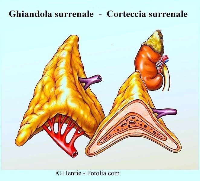 ghiandola-surrenale-corteccia