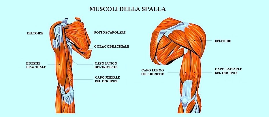 muscoli,spalla,bicipite,deltoide,tricipite