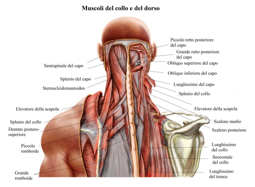 Anatomia del collo,muscoli del collo, dorso,scapola